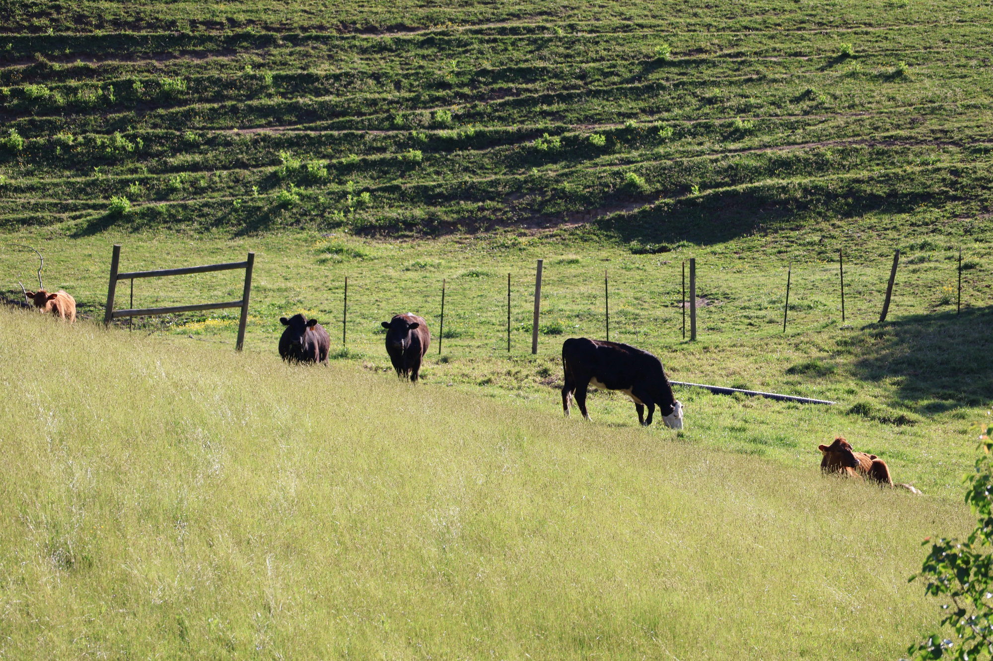Pašni pastir je definitivno nekaj, kar me je pretreslo v otroštvu